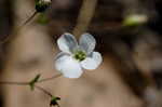 Oneflower stitchwort